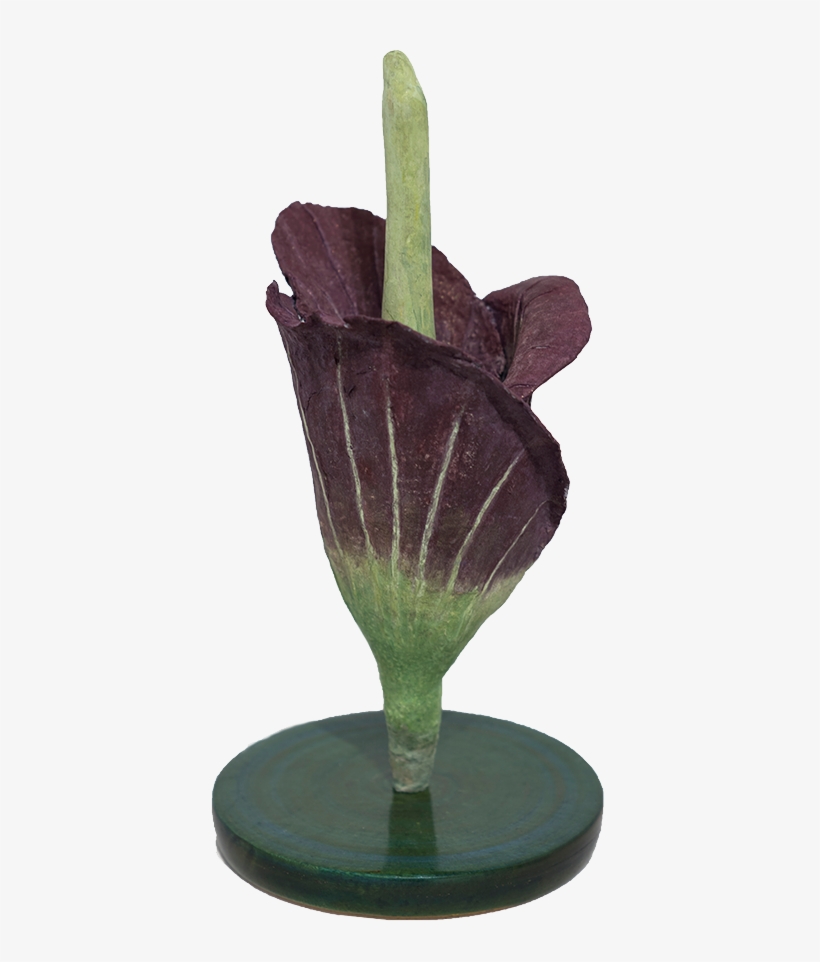 Amorphophallus Titanum, transparent png #7585199