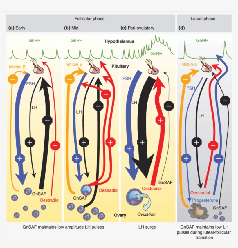 Outline Of The Endocrine Regulation Of The Menstrual - Art, transparent png #7587794