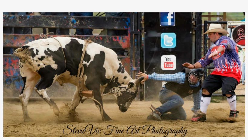 Bucking Bulls, Bull Riding, Ranch, Ohio, Guest Ranch,, transparent png #7588694