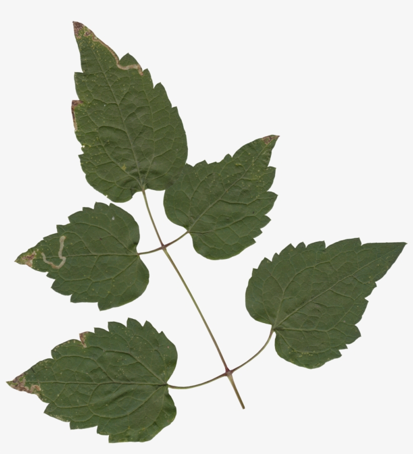 Nature Leaves - Maple, transparent png #7591977