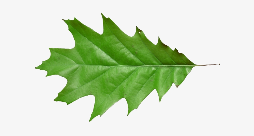 Leaf Oak T 640×640 206 Kb - Maple Leaf, transparent png #7592014