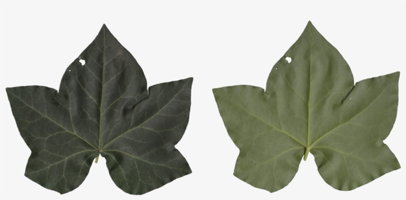 Nature Leaves - Maple Leaf, transparent png #7592149