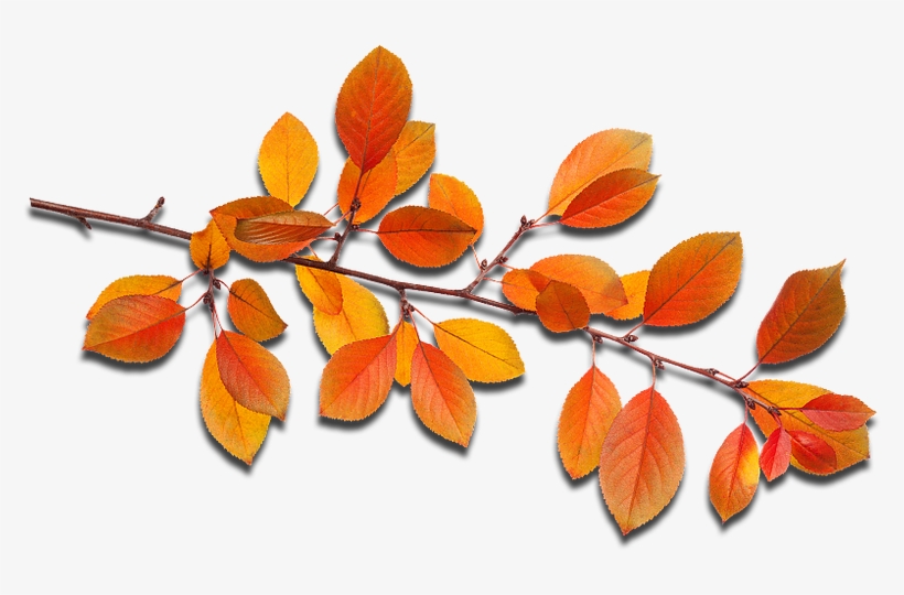 Fall Leaves - Autumn, transparent png #7592293