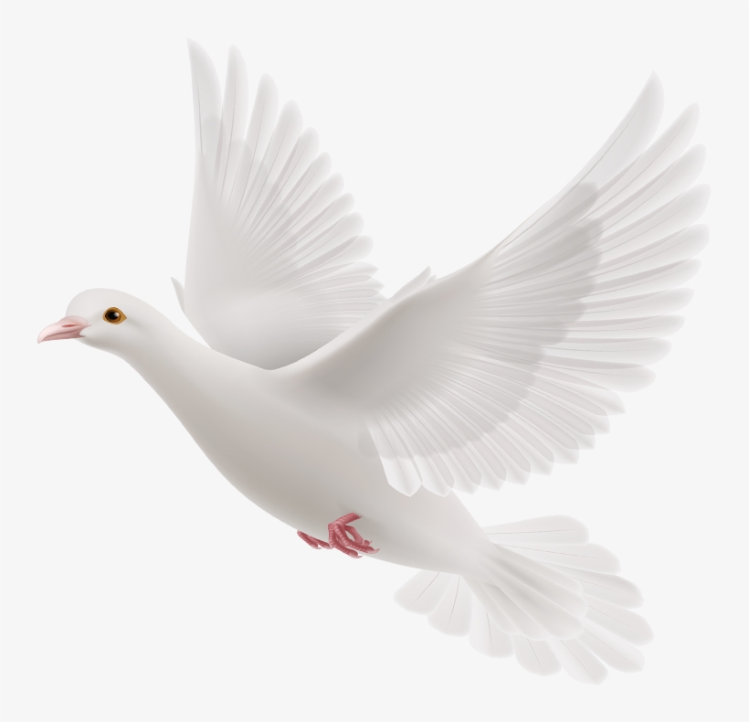 We Are Anointed By God And Led By His Holy Spirit To - White Dove Holy Spirit Png, transparent png #7593370