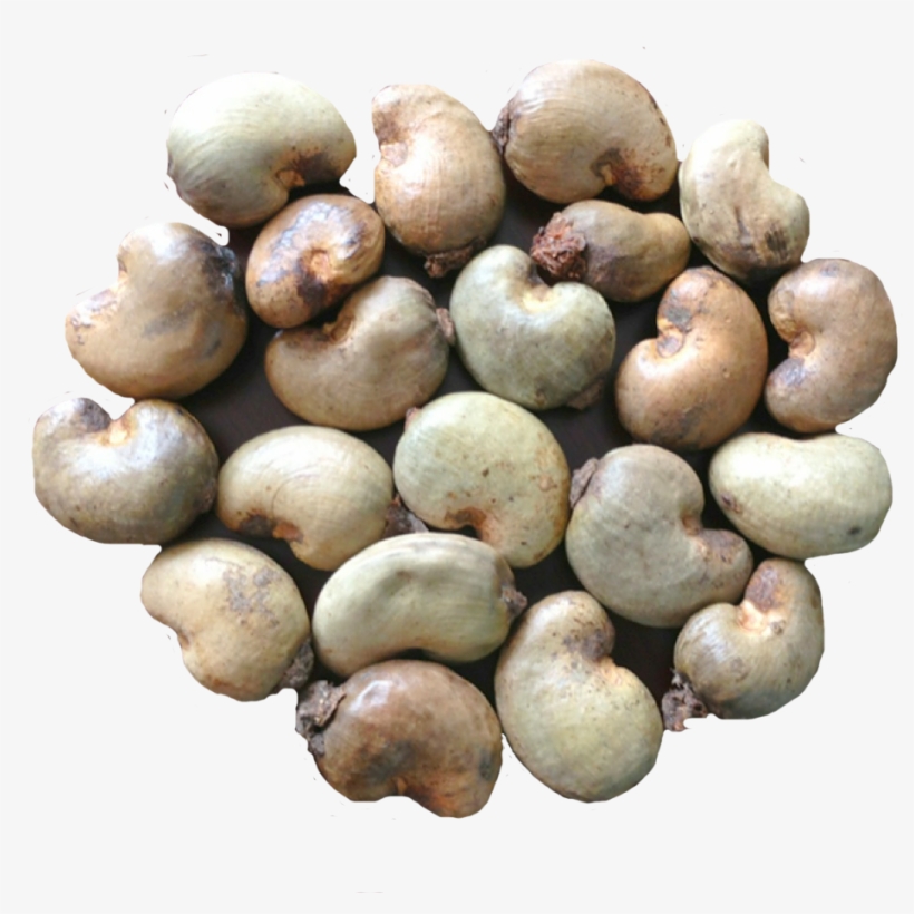 Export Quality Dried Raw Cashew Nuts - Raw Cashew Nut Ghana, transparent png #7593407