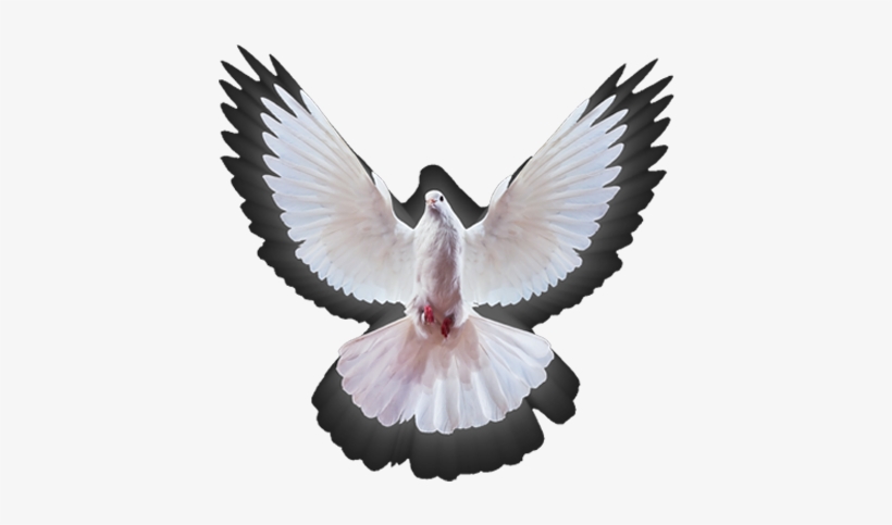 00pm Empowerment Service - Rock Dove, transparent png #7594289