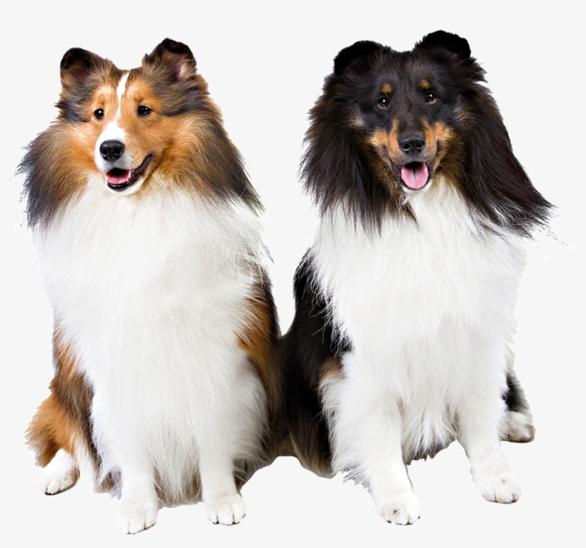 Shetland Sheepdog Dog Walking - Shetland Sheepdog Png, transparent png #7596575