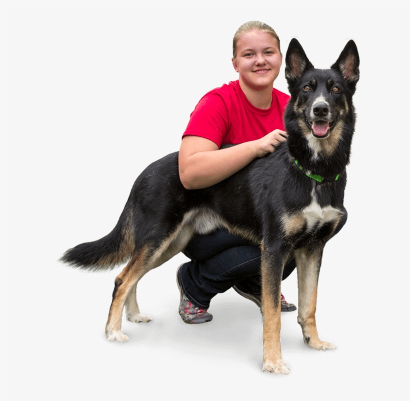 Always Puttingsafety First - East-european Shepherd, transparent png #7597131