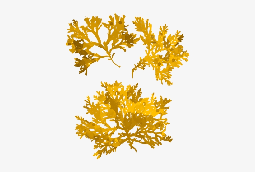 Click And Drag To Re-position The Image, If Desired - Gold Seaweed, transparent png #7597236