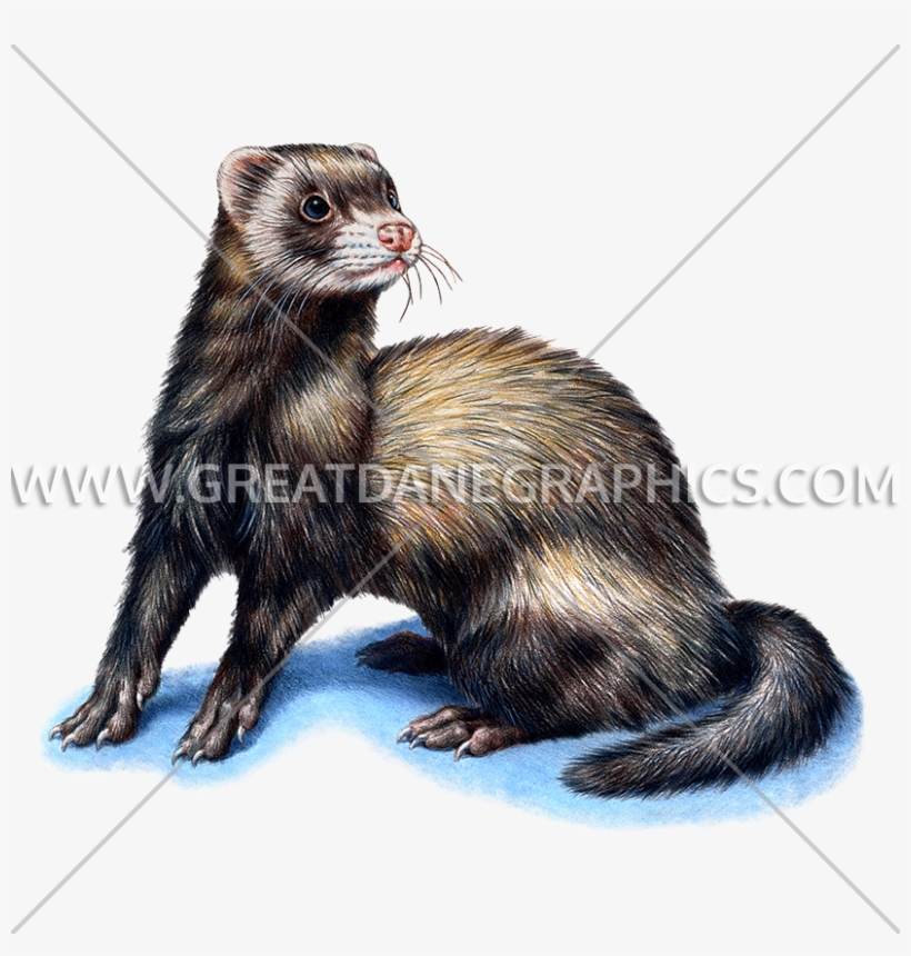 825 X 825 4 - Ferret, transparent png #7598994