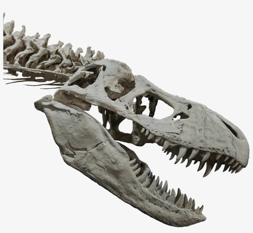 T-rex Head And Upper Body Skeleton - Trex Skull Png, transparent png #761654