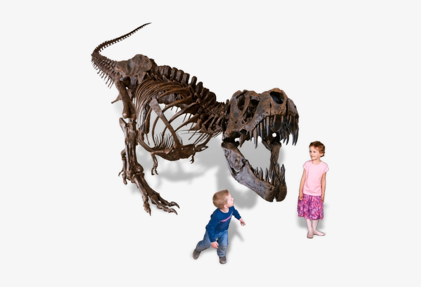 Dinosaurs - Black Hills Insitute Tyrannosaurus Rex, transparent png #761939