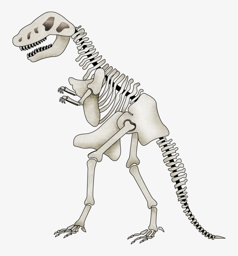 Яндекс - Фотки Más - Esqueletos De Dinosaurios Animados, transparent png #761943