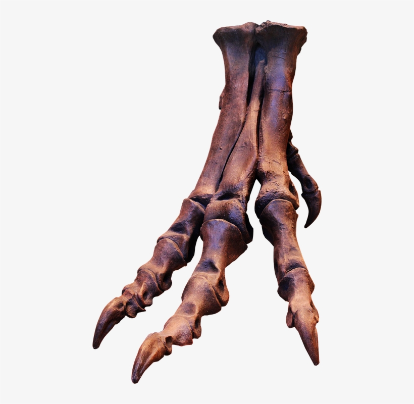 Laminated Poster Claws Skeleton Bones Trex Dinosaur - T Rex Foot Skeleton, transparent png #761990