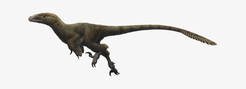 Discovered In 1975 By Jim Jensen At The Dalton Wells - Utahraptor Ostrommaysorum, transparent png #762426