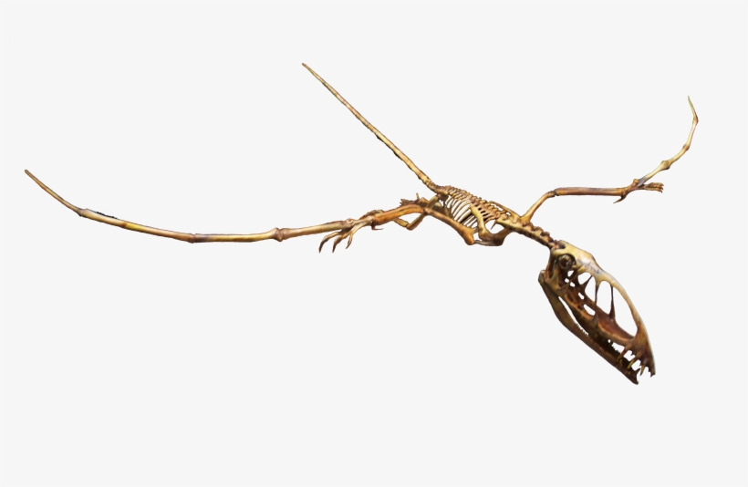 A Cast Of The Skeleton Of Dimorphodon, A Jurassic Pterosaur - Fossil De Pterodactyl Png, transparent png #762494
