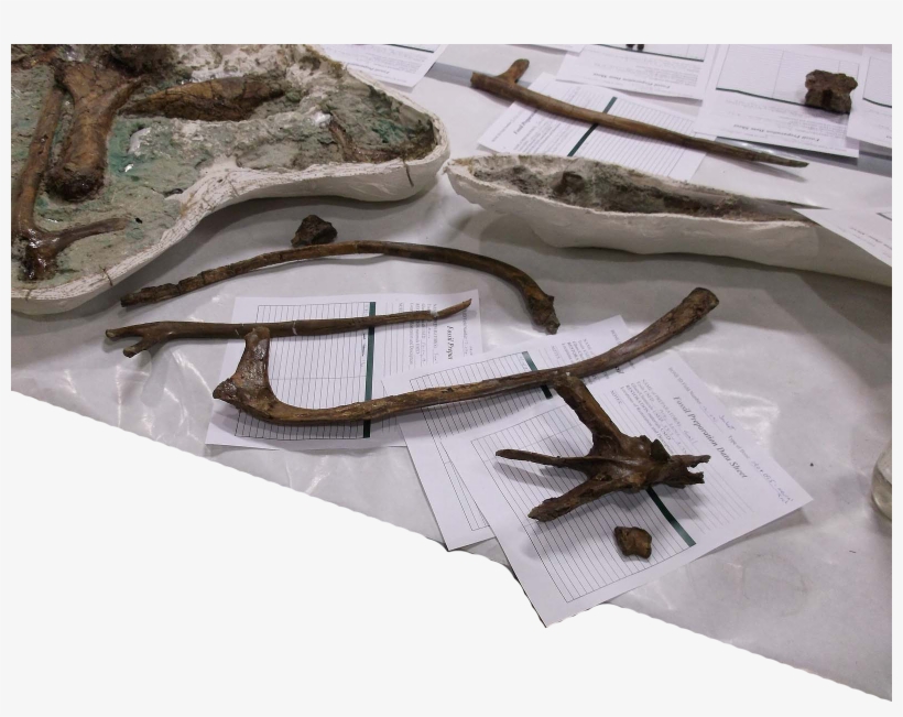 Avaceratopslabdataclean - Avaceratops In Museums, transparent png #763009