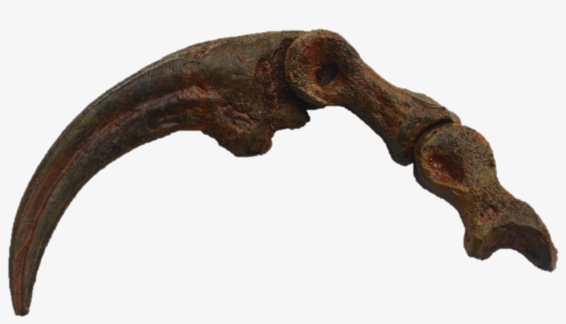 Velociraptor Toe Claw, transparent png #763158