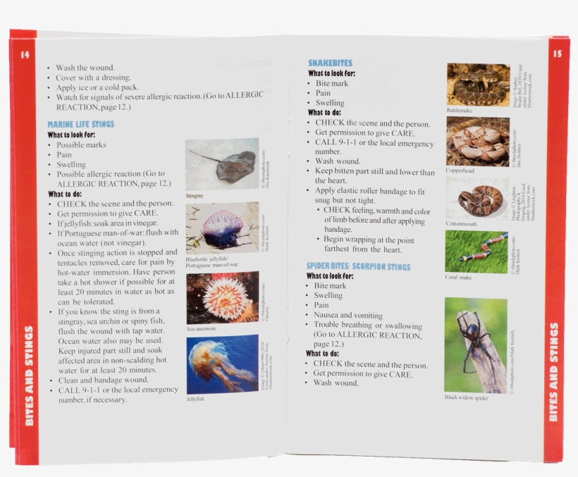 Images - Flyer, transparent png #764453