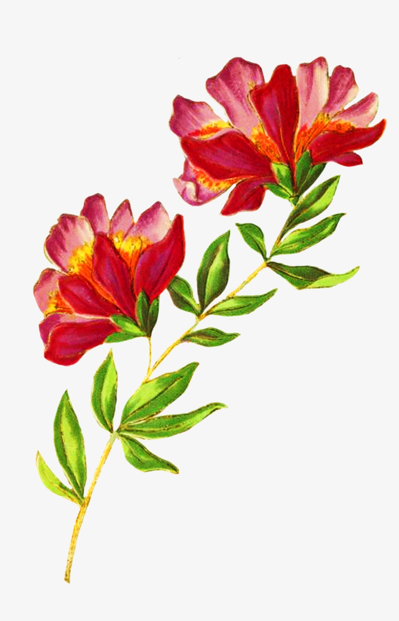 Digital Scrapbooking Flowers, Beautiful Delicate Flower - Greeting Card, transparent png #766562