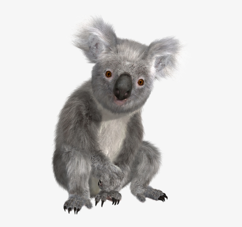 Koala Png - Koala Transparent Background, transparent png #766820