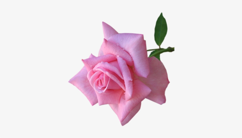 Raindrops On Roses - Raindrops On Roses Png, transparent png #766917