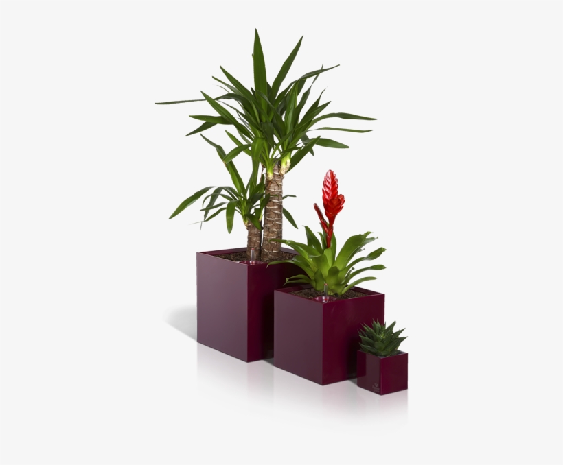 Cubico-side , 290kb - Flower In A Pot Png, transparent png #766980