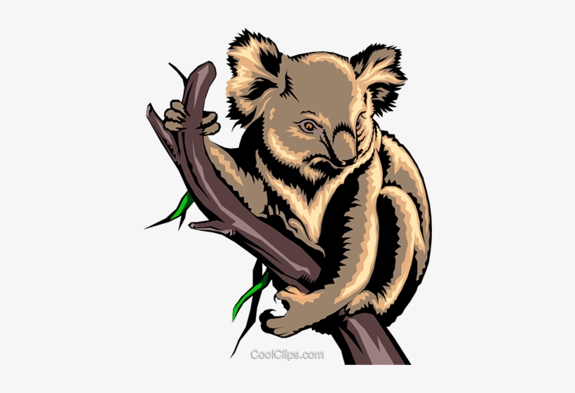 Koala Bear Royalty Free Vector Clip Art Illustration - Koala Bear Clipart Realistic, transparent png #767249