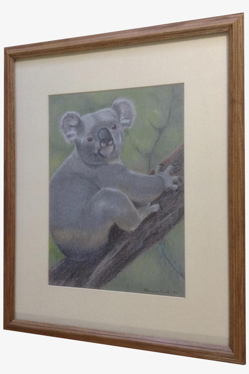 Eleanor Cook, Koala Bear In A Tree, Conte Works On - Koala, transparent png #767371