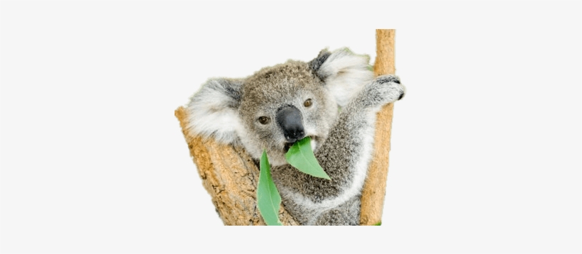 Do Koala Bears Eat, transparent png #767393