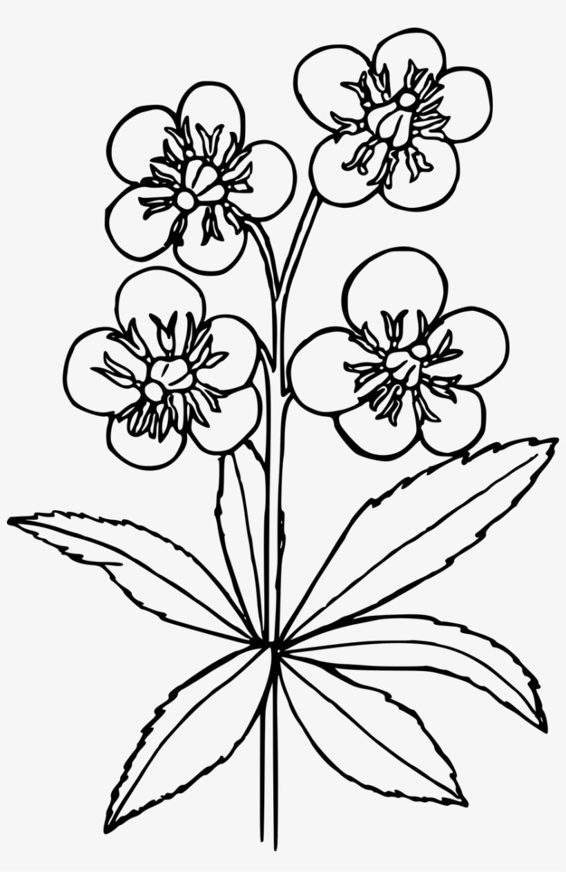 How To Draw A Wildflowers - Rose With Wild Flowers Drawing, transparent png #767462