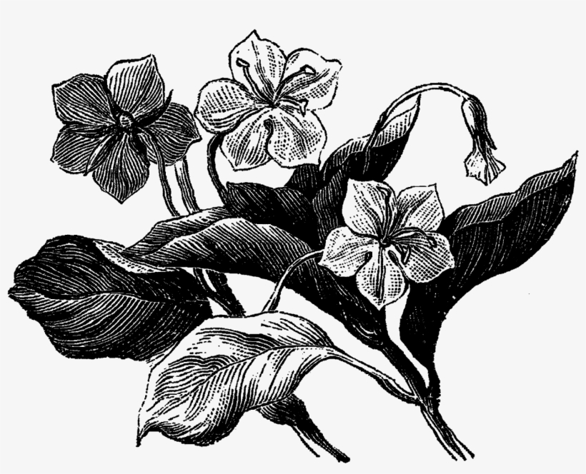 Digital Wildflower Clip Art Downloads - Botanical Illustration Wildflowers Black And White, transparent png #768737