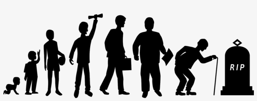 N - Ciclo De La Vida Del Ser Humano, transparent png #768799