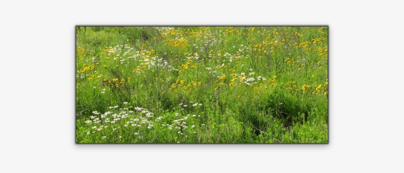 For Germination Ready Seeds Only - Grass, transparent png #769200