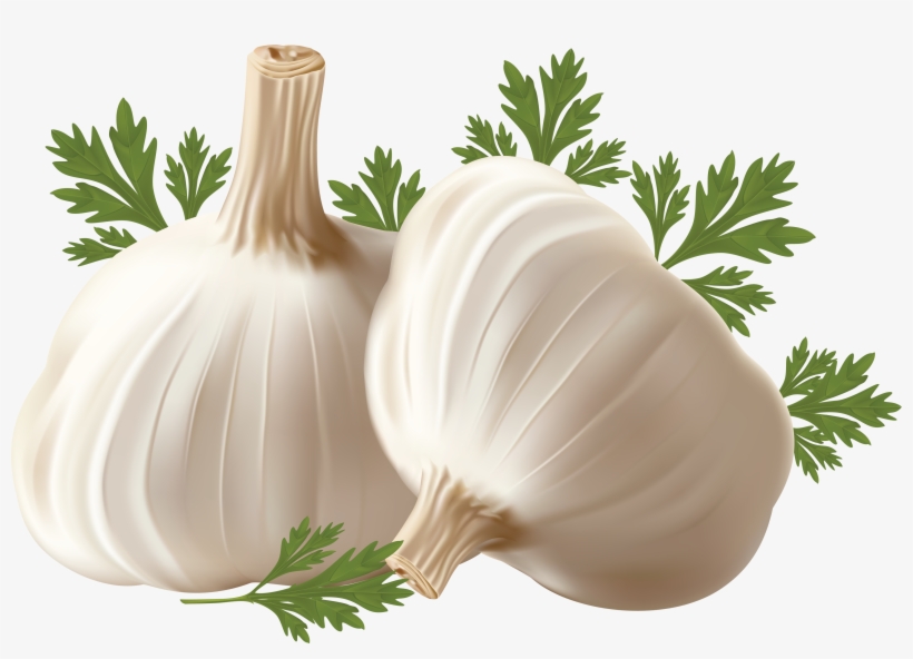 Garlic Png - Micropropagation And Somatic Embryogenesis In Garlic, transparent png #769324