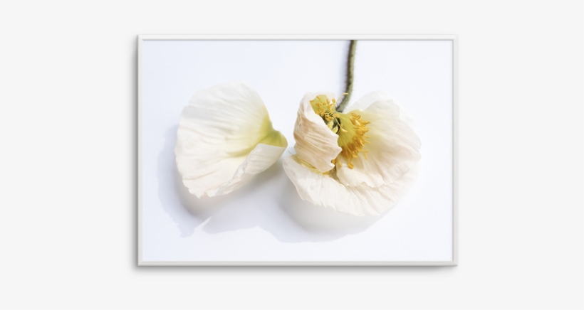 The White Poppy The White Poppy - White Poppy, transparent png #769402