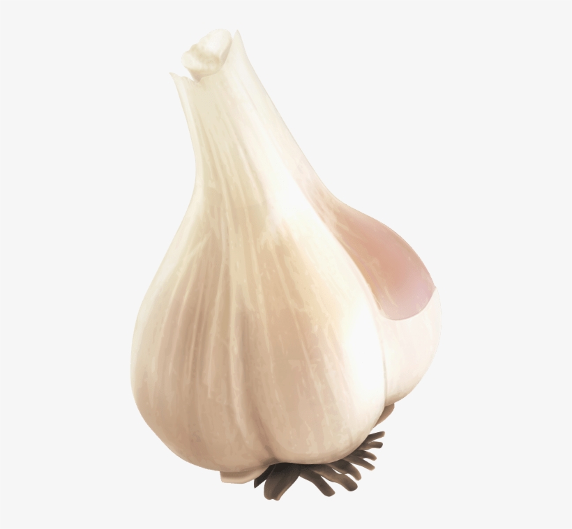Free Png Garlic Png Images Transparent - Portable Network Graphics, transparent png #769426
