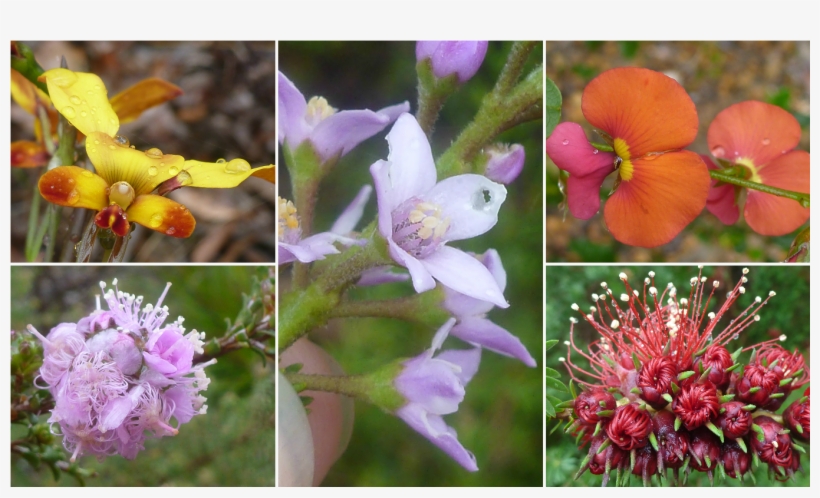 Weir-wildflowers - Melastome Family, transparent png #769453