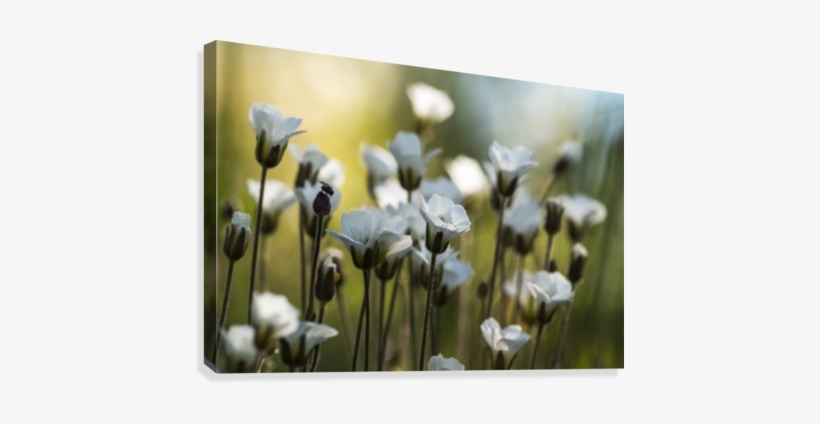 White Wildflowers Along The Dempster Highway - Yukon, transparent png #769531
