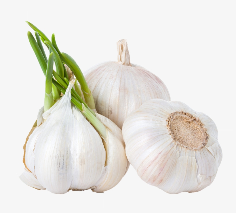 Garlic Png Background Clipart - Modified Of Roots In Vegetables, transparent png #769690