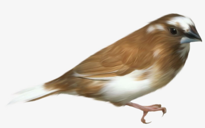 Small Brown Bird Transparent Png Clipart Picture, transparent png #769791