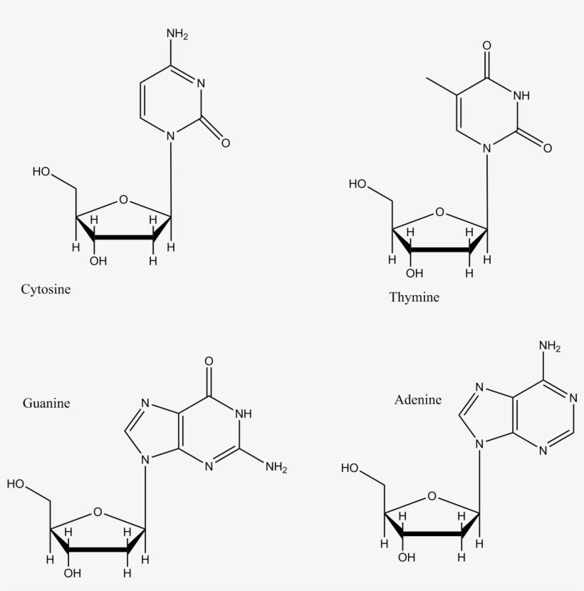 Dna Base Pairs - Nicotinamide Adenine Dinucleotide Phosphate, transparent png #769906