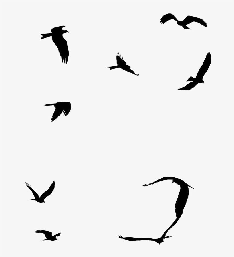 Ocean Birds Png File - Ocean Birds Clip Art, transparent png #769909