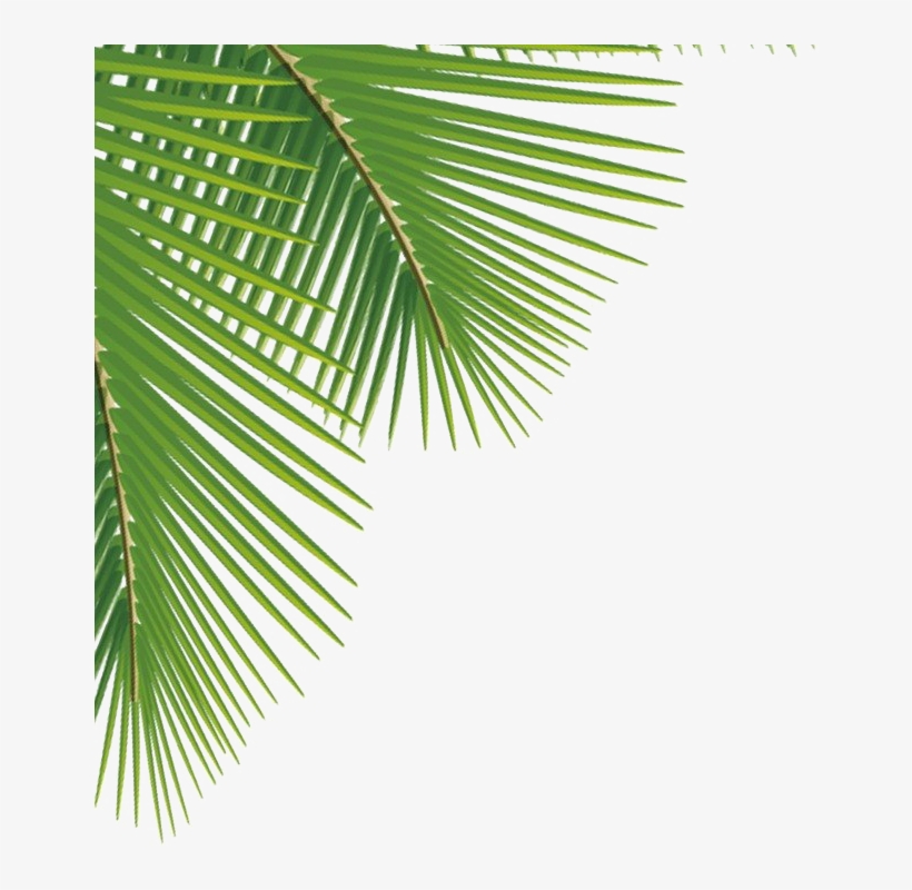 Green Palm Leaves Png Image Palm Leaves Png Free Transparent Png Download Pngkey