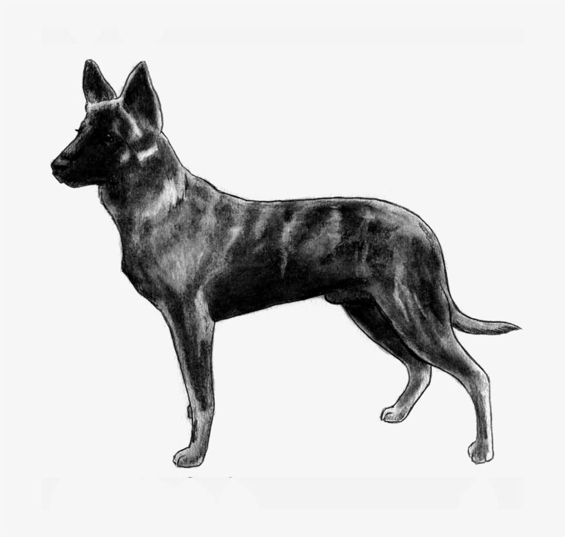 Dutch Shepherd - Bull And Terrier, transparent png #7601009