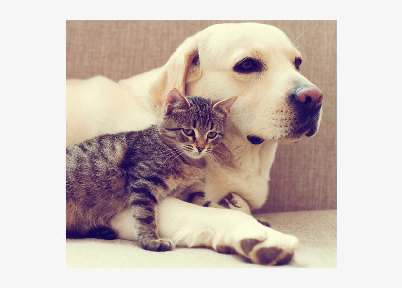 Looking For A Pet Friendly Apartment Community In Las - Domestic Short-haired Cat, transparent png #7602422