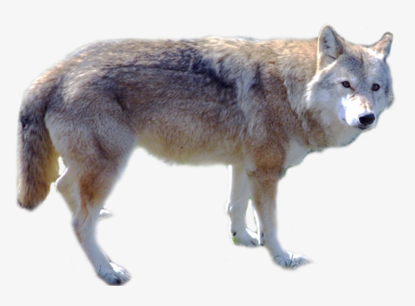 Wolf Png, Download Png Image With Transparent Background, - Wolf Png, transparent png #7603991