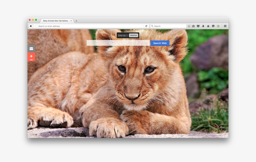 Baby Animals Gallery New Tabby Brand Thunder, Llc - Рыжий Львенок, transparent png #7604107