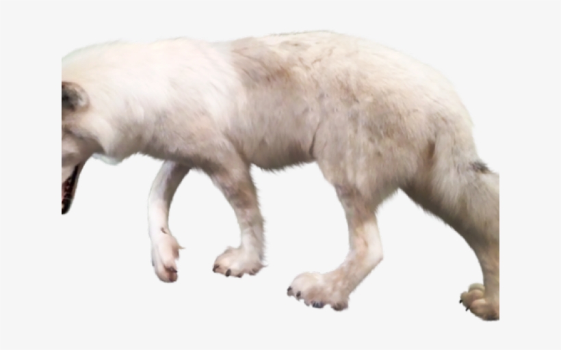 Gray Wolf Clipart Transparent Background - Wolf, transparent png #7604277