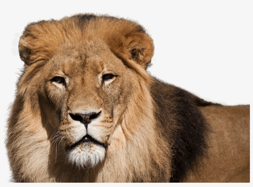 African Lion - National Zoo And Aquarium Png, transparent png #7604894